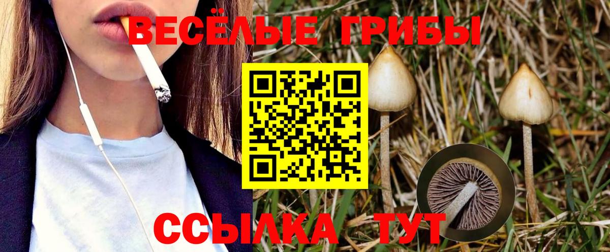 продажа наркотиков  Галлюциногенные грибы Magic Shrooms  Вход с VPN  Знаменск 
